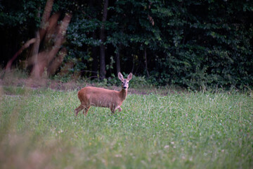 Reh mit Blatt im Maul