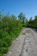 dirt road surrounded by green bush