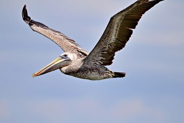 Pelikan im Flug