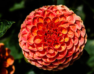 orange dahlia flower