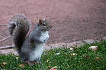 closeup of grey squirrel with eyes wide open and alert, staring intently to the right with arms together, on a field of grass with autumn leaves next to a coral-colored gravel path