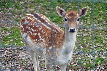 Chital spotted female deer