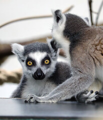 Ring tailed lemur whispering