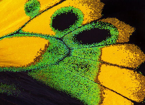 Birdwing butterfly wing texture background. Macro photography tropical butterfly wing. Wing detail of Rothschild's birdwing (Ornithoptera rothschildi)