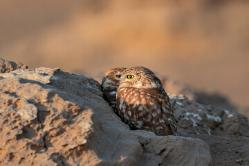 little owls 