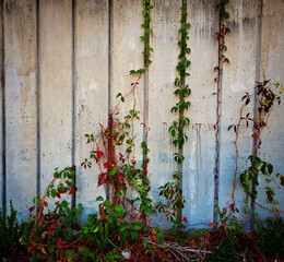 Vines with Red Flowers growing on White Washed Fence