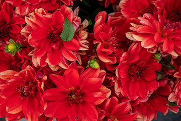 Beautiful fresh and colorful dahlias are bunched up and displayed for sale at a Farmers Market in Oregon.