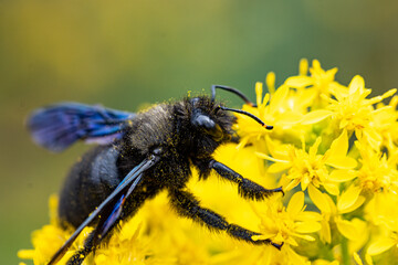 portrait of a blue wooden bee (Xylocopa violacea) on a plant with yellow flowers