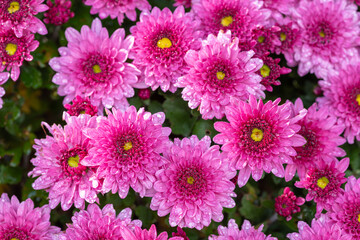 Pink chrysanthemum flowers in bloom