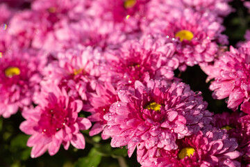 Obraz premium Pink chrysanthemum flowers