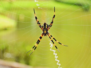 Wespenspinne im Netz