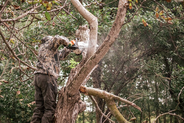 A man is sawing a tree with a chainsaw. Cutting dry branches, pruning trees