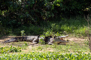 Nile Crocodile, Crocodylus niloticus