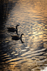Geese in the ripples of sunset, on the Leeds to Liverpool canal, Blackburn, Lancashire, England