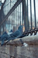 A flock of pigeons eating seeds on the fence in winter