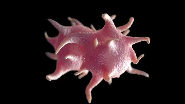 Platelets (thrombocytes) are colorless blood cells that help blood clot