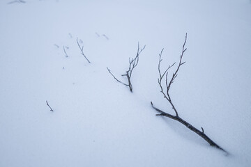 Tree branches in the snow