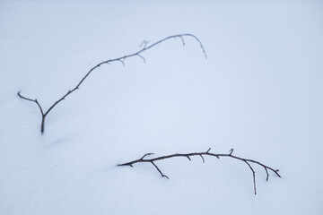 Tree branches in the snow