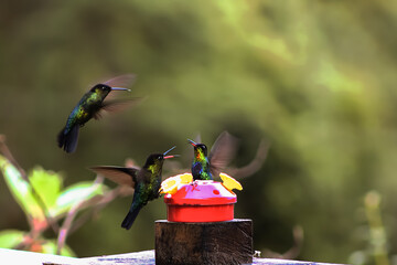 Colibrí multicolor, Cerro de la Muerte, Costa Rica  © Carlos