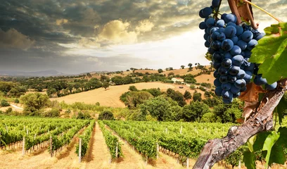 Papier Peint photo autocollant Toscane Vignobles avec vigne et paysage toscan vallonné près de la cave le long de la route des vins du Chianti sous le soleil d& 39 été, Toscane Italie Europe