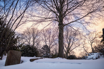Trees in winter at night