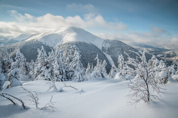 Beautiful view of the snow-capped mountains. Beautiful winter Carpathians. Natural landscape with...