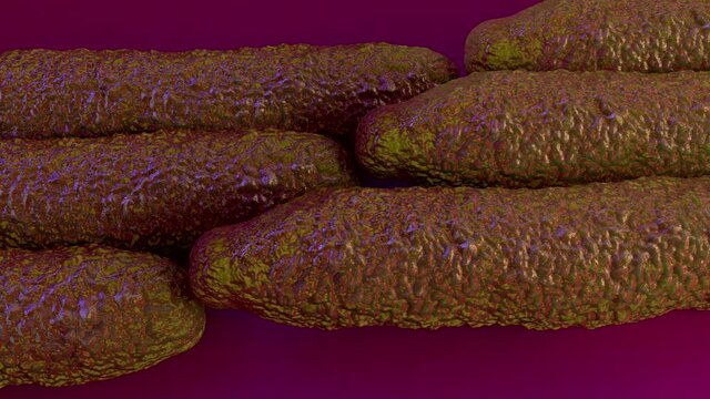 Lactobacillus bulgaricus bacteria. This lactic acid-producing bacteria is used in the production of yoghurt and other fermented products.