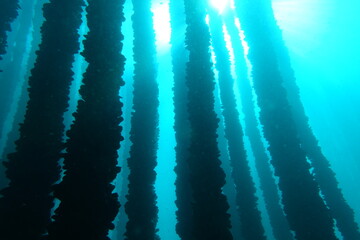 Batea (mussel platform)