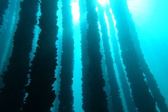 Batea (mussel platform)