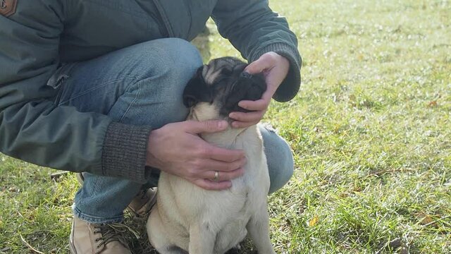 Man covering nostrils pug dog with your thumbs encourages him to swallow and get rid of the irritant to stop excessive Reverse sneezing. 