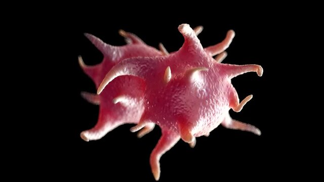 Platelet and thrombocyte anatomy concept and activated platelets isolated on black background