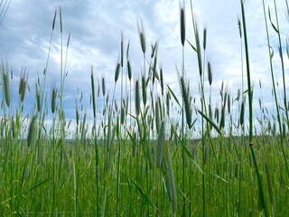 Green wheatears field  