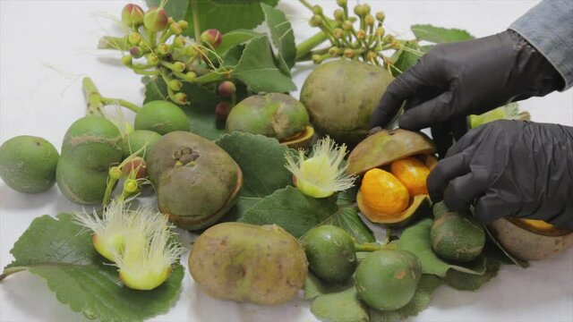 Pequi ou Piqui is the most traditional fruit from the central and warm region of Brazil. Video with black gloves opening the fruits showing leaves and flowers of this species

