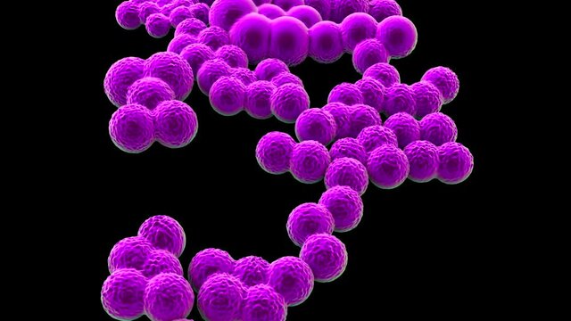MRSA Bacteria or Super Bug Bacteria