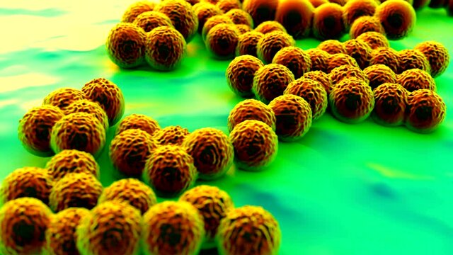 MRSA Bacteria or Super Bug Bacteria
