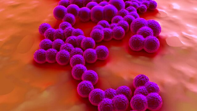 MRSA Bacteria or Super Bug Bacteria