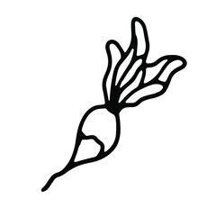Radish in doodle style. Isolated vector.