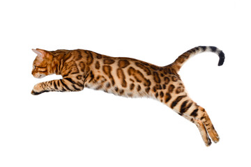 Flying bengal cat