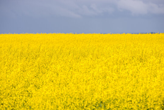 Field of flowering rapeseed (Brassica napus subsp. napus), also known as rape, or oilseed rape flowering yellow