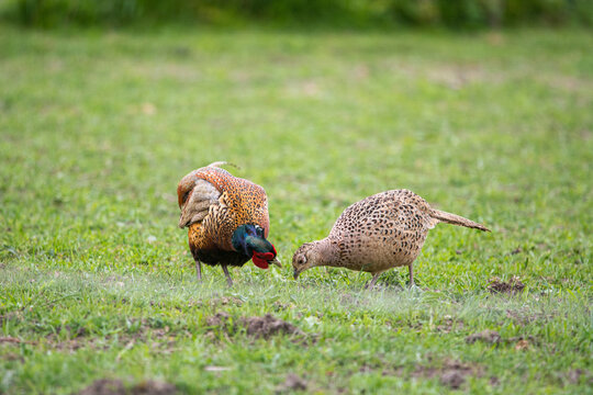 A couple of pheasants on a field on the island of Ven during spring