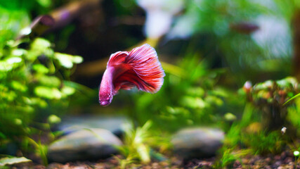Aquarium with beautiful betta fish