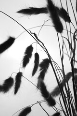 black and white feather