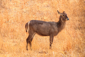 Female waterbuck (Kobus ellipsiprymnus) in Tarangire National Park, Tanzania