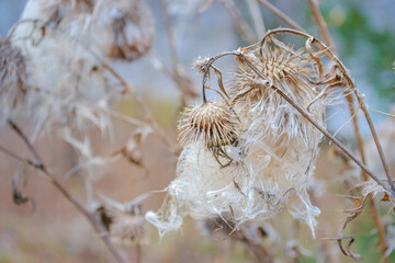 Dried flowers in late autumn with withered stems