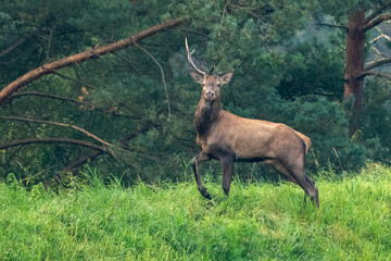 Ujęcie jelenia na brzegu lasu