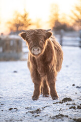 cow highland