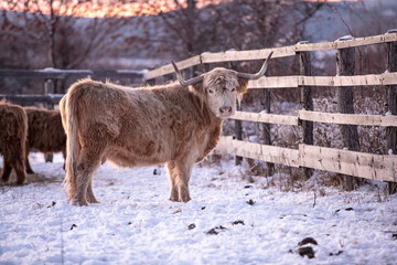 highland cattle in winter