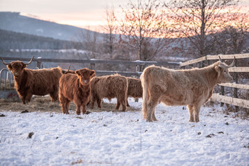 highland cattle in winter