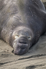 A male Northern Elephant Seal (Mirounga angustirostris) bask in the sun at the Piedras Blancas Rookery in San Simeon, CA.