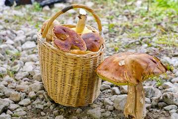 Fresh mushrooms in a basket. Time to collect mushrooms in the forest. cloe up